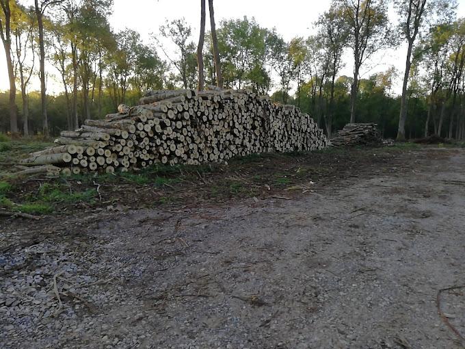 Travaux forestier